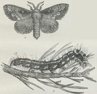 Fyrrespinder (Gastropacha pini). a Han, b Larve. Fyrrespinder (Gastropacha pini). a Han, b Larve.