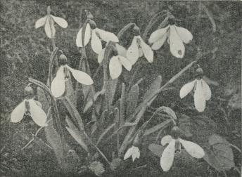 Galanthus (Vintergæk). Galanthus (Vintergæk).