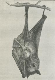 Galeopithecus Galeopithecus