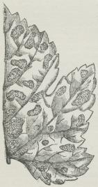 Fig. 1. Midefilt (Erineum) paa et Vindrueblad.