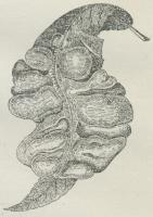 Fig. 2. Ferskenblad med Blæresyge, foraarsaget af Svampen Taphrina deformans.