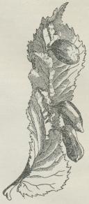 Fig. 3. Punggalle paa Ælmeblad frembragt af en Bladlus (Tetraneura).