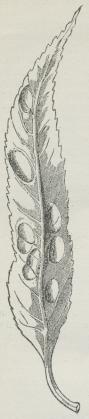 Fig. 4. Galler paa Pileblad, frembragt af en Bladhveps (Nematus).