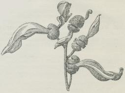 Fig. 5. Ælletunger paa Ællekogler, fremkaldt af Svampen Taphrina amentorum.
