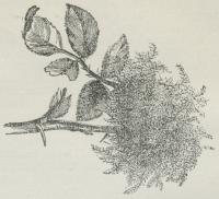 Fig. 6. Bedeguargalle paa Rose, frembragt af en Galhveps (Rhodites).