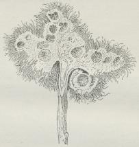 Fig. 7. Bedeguargalle gennemskaaret; de enkelte Gallekamre ses.