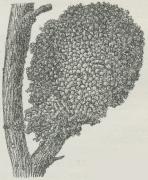 Fig. 8. Knolde paa Ællerødder, frembragt af Svampen Frankia subtilis.
