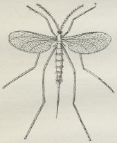 Fig. 1. Hvedemyg (Cecidomyia tritici). Fig. 1. Hvedemyg (Cecidomyia tritici).