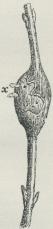 Fig. 2.<bGalleformet<bOpsvulmning paa Pil,<bforaarsaget af Cecidomyia<bsalicis; ved x ses <bPuppehudene rage ud. Fig. 2.<bGalleformet<bOpsvulmning paa Pil,<bforaarsaget af Cecidomyia<bsalicis; ved x ses <bPuppehudene rage ud.