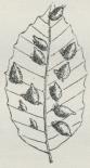 Fig. 4. Galler paa<bBøgeblad frembragte<baf Hormomyia fagi. Fig. 4. Galler paa<bBøgeblad frembragte<baf Hormomyia fagi.