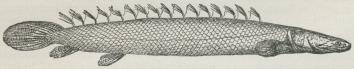 Fig. 1. Bichir.