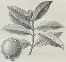Gren og Frugt af Mangostan.