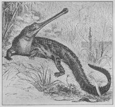Fig. 1. Ganges-Gavial.