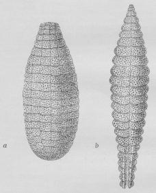 Fig. 3. a Rygskjold, b Bugskjold af en Teleosaur.