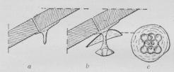 Fig. 2. De første Anlæg til en Hvepserede.<ba og b set fra Siden, c set fra Undersiden; de første<bÆg ses i de 4 først anlagte Celler.