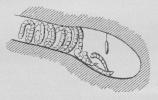 Fig. 6. Snit gennem den nederste<bDel af Reden af en enlig Hveps<b(Odynerus); et ind i en Mur<bgravet Hul, fortil fyldt med<bSommerfuglelarver; Ægget er ophængt i<bLoftet af Redens bageste Del.