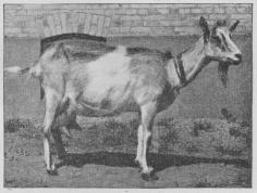 Fig. 2. Ged af hornløs dansk Race.