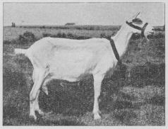 Fig. 3. Saanenged.