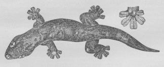 Fig. 1. En Gekko (Platydactylus) samt Fod af samme,<bset fra Undersiden.