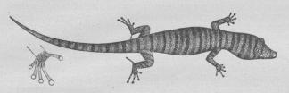 Fig. 2. En Gekko (Sphæriodactylus) med Fod af samme.