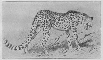 Gepard.