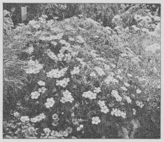 Geranium sanguineum.