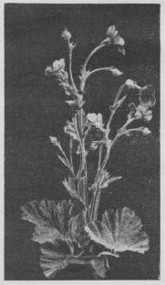 Geum Heldreichii. Geum Heldreichii.