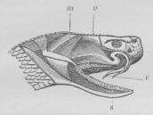 Præparat af Hovedet af en<bKlapperslange, v Giftkirtlen; c<bGifttænderne; m Tindingmusklerne;<bs Spytkirtlerne.