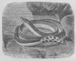 Fig. 2. Havslange (Pelamis bicolor).