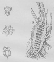 Fig. 2. Blomster, Frugt og Rodstok, overskaaret<bpaa langs. Fig. 2. Blomster, Frugt og Rodstok, overskaaret<bpaa langs.