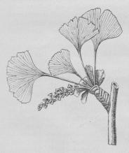Gingko.