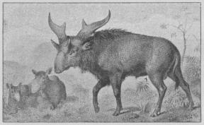 Fig. 2. Sivatherium. Han med Hun og Unge. (Restaureret.)
