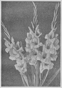 Gladiolus-Hybrid.
