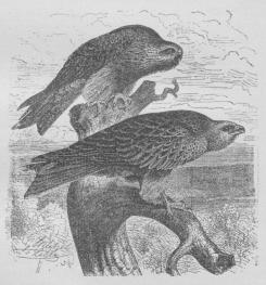 Glente. Øverst Milvus migrans, nederst M. ictinus.