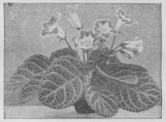 Gloxinia hybrida.