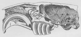 Fig. 1. Hovedskal af Bæver, lodret Snit paa langs<bfor at vise de krumme Tænder.