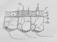 Fig. 1. Længdesnit gennem Tentekelvæg af<bHydra, Ec Yderlag, M Muskeltraad, St<bMellemlag, En Inderlag, Cn Neldeblærens Stift.