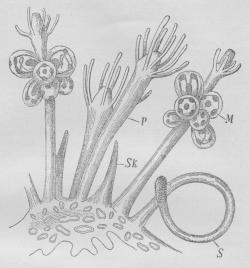 Fig. 3. Meduse af Podocoryne carnea.