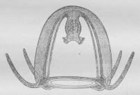 Fig. 4. Obelia dichotoma, en Klokkepolyp.<bO Mundaabning, Th klokkeformet Hus<b(Hydrothek), M Meduseknopper.