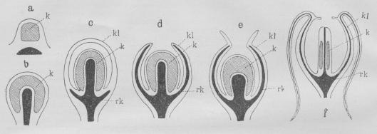 Fig. 7. Fjerpolyp.