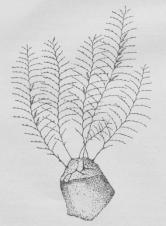 Fig. 8. Vandmandens Udvikling. 1 fritbevægelig<bLarve, 2 8-armet Scyphistoma, 3 Strobila, 4 den nylig<bløsnede Vandmandslarve (Ephyra).