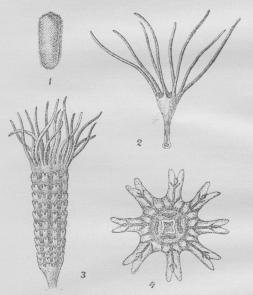 Fig. 9. Bægergople (Lucernaria) set fra<bMundsiden. S Skillevæg mellem Maverummene<b(Maveliste), L Kønskirtel, Rt Randtentakler.