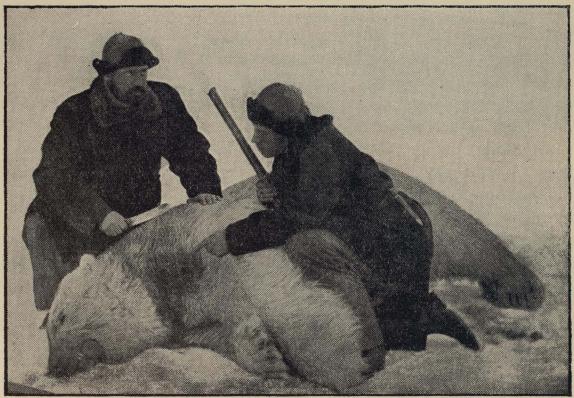 Kaptein Krefting og forfatteren ved en stor hann-bjørn. Fotografi, juli 1882.