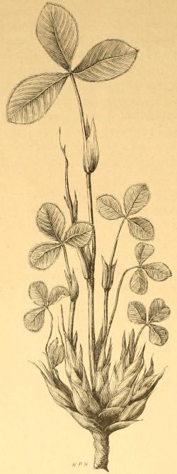 Fig. 1. Rødkløver, angreben af Kløveraal<b(Tylenchus derastatrix). Fig. 1. Rødkløver, angreben af Kløveraal<b(Tylenchus derastatrix).
