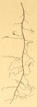 Fig. 2. Marehalm med Galle, frembragt af<bBygaalen (Tylenchus Hordei). Fig. 2. Marehalm med Galle, frembragt af<bBygaalen (Tylenchus Hordei).