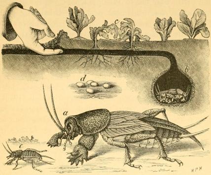 Fig. 4. Jordkrebsen (Gryllotalpa vulgaris), a fuldt udviklet Insekt, b Hule,<bc gnavede, visne Planter, d Æg i naturlig Størrelse, e en nogle Dage<bgammel Jordkrebs omtrent 2 Gange forstørret (efter Schilling). Fig. 4. Jordkrebsen (Gryllotalpa vulgaris), a fuldt udviklet Insekt, b Hule,<bc gnavede, visne Planter, d Æg i naturlig Størrelse, e en nogle Dage<bgammel Jordkrebs omtrent 2 Gange forstørret (efter Schilling).