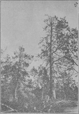 Tafl. 2. Tall med hastigt afsmalnande stam från trädgränsen i Lapplands fjälltrakter.