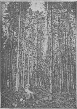 Tafl. 3. Ursprunglig tallskog i slutet bestånd, starkt blädad vid midten af detta århundrade.