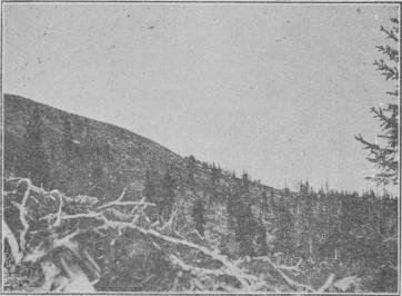 Tall. 4. Granskog utbredande sig ofvan trädgränsen å kalt berg vid Stor-Avan i Piteå Lappmark.
