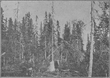 Tafl. 6. Tillbakagående, försumpad granskog, gruppvis afverkad, med<bnärmast kvarstående träd förtorkade.